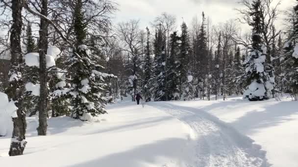 Tourist Backpack Ski Poles Walks Snowy Path Winter Forest Long — Vídeo de stock