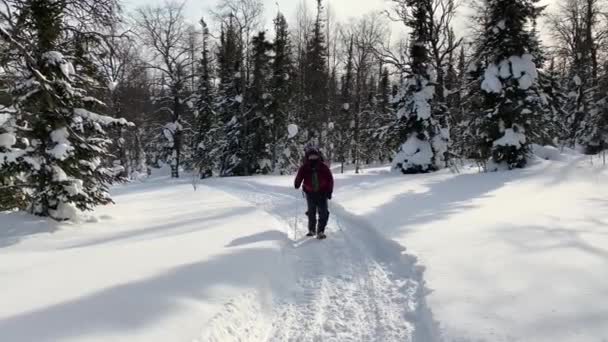 Man Backpack Ski Poles Walks Snowy Path Winter Forest Hiking — Stockvideo