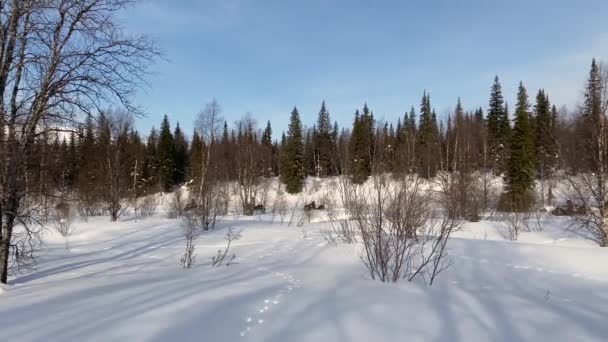 Group People Snowmobiles Ride Snow Covered Path Forest Long Shot — Vídeo de Stock