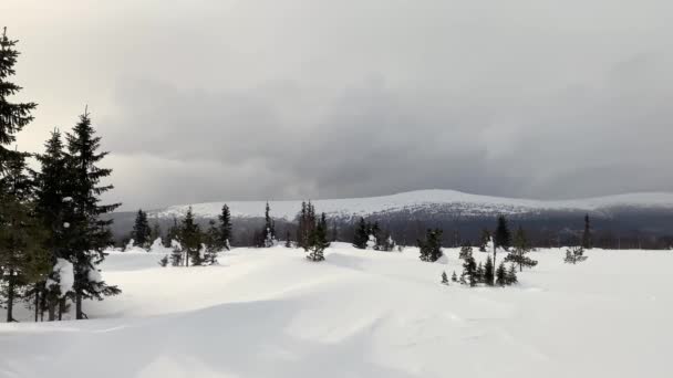Beautiful Winter Forest Landscape Snow Covered Hills Fields Mountains Russia — Video Stock