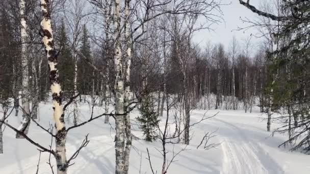 Panorama Winter Forest Beautiful Winter Forest Landscape Birches Firs Stand — стоковое видео