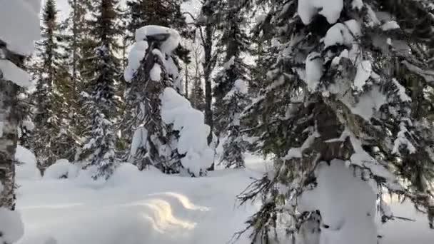 Walk Winter Forest Beautiful Winter Forest Landscape Birches Firs Stand — Video Stock