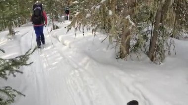 Several people are skiing through a beautiful winter forest. First-person view. View from the back. Ski trip.