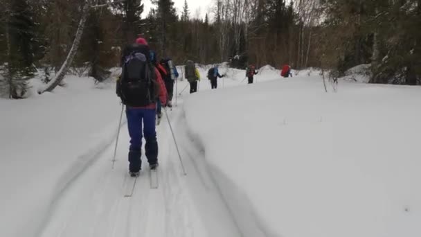 Skiers Big Backpacks Skiing Beautiful Winter Forest First Person View — Stockvideo