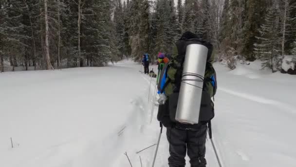 Group Skiers Big Backpacks Skiing Beautiful Winter Forest First Person — Vídeos de Stock