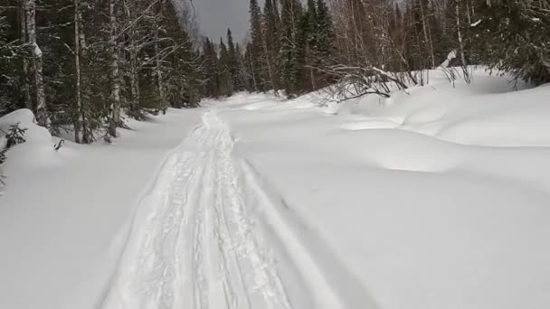 美しい冬の森を歩く 一人称視点 冬の森の風景 スキー旅行 — ストック動画