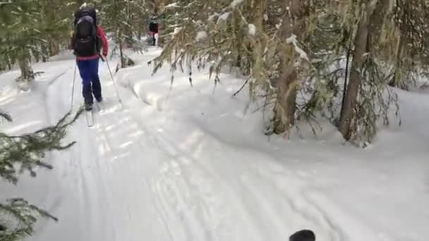 Several People Skiing Beautiful Winter Forest First Person View View — Stock video