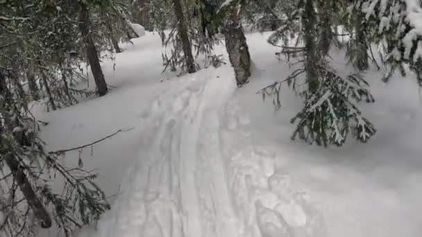 Skiing Dense Dense Forest First Person View Ski Trip Beautiful — Stock video