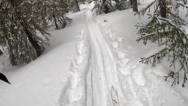 Ski Trip Dense Dense Forest First Person View Walk Beautiful — Stock videók
