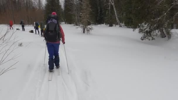 Tourists Big Backpacks Skiing Ski Trail Beautiful Winter Forest First — стоковое видео