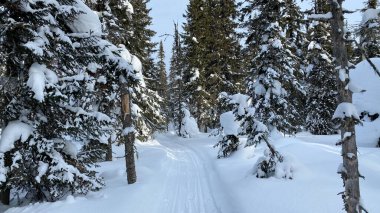 Amazing winter forest landscape. Walk through the winter forest. Green fir trees stand in the middle of a snow-covered path.