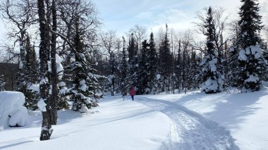 A girl in a pink jacket walks along a snow-covered path. Amazing winter forest landscape. Walk through the winter forest. Beautiful green firs.