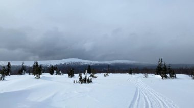 Beautiful winter mountain forest landscape. Snow-covered hills, fields and mountains. Lonely fir trees stand in the middle of a white snowy desert.