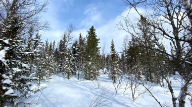 Panorama of the winter forest. Beautiful winter forest landscape. Blue sky, white clouds and green firs. Walk in the forest in winter.