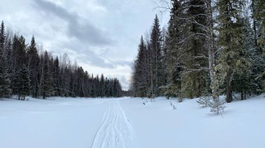 Amazing beautiful view of the winter forest landscape. Harsh northern nature. Walk in the forest in winter. Snow-covered ski slope.