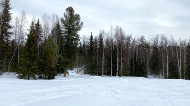 Amazing winter forest landscape. Harsh northern nature. Walk in the forest in winter. Green firs and white trunks of birches.