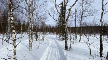 Hiking in the forests of Russia. Beautiful winter forest landscape. Snow-covered path in the forest.