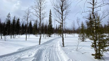 Clear sunny day in the park. Beautiful winter forest landscape. Snow-covered path in the forest. Hike in the forests of Russia.