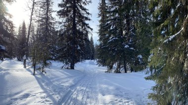 Walk through the winter forest. Beautiful winter forest landscape. Birches and firs stand in the middle of a snow-covered path.