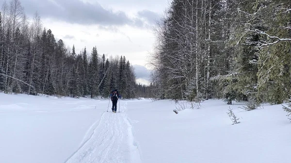 An elderly man skier with a backpack goes skiing on the track. Ski trip across Russia, Komi Republic. Beautiful winter forest landscape.