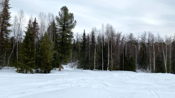 Amazing winter forest landscape. Harsh northern nature. Walk in the forest in winter. Green firs and white trunks of birches.