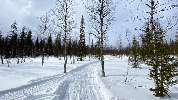 Clear sunny day in the park. Beautiful winter forest landscape. Snow-covered path in the forest. Hike in the forests of Russia.