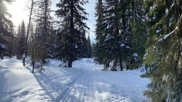 Walk through the winter forest. Beautiful winter forest landscape. Birches and firs stand in the middle of a snow-covered path.