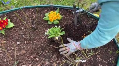 A woman in work gloves and with a chopper is planting a small bush with beautiful white small flowers in a flower bed. Country life.