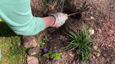 The gardener is digging a small hole in the bed with a chopper for planting a small bush with beautiful purple flowers. Country life.