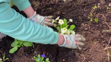 The summer resident plants small bushes with beautiful white flowers in a flower bed. Country life. A woman is ennobling her summer cottage.