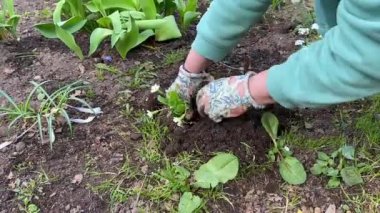A woman in work gloves is planting a small bush with beautiful white flowers in a garden bed with other flowers and plants. Country life.