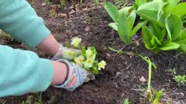 Close-up of a gardener in work gloves planting a small green bush with beautiful white flowers in the ground. Country life.
