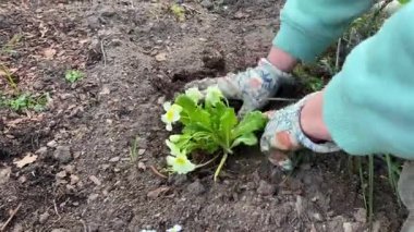 A close-up of a woman's hand in work gloves is planting a green bush with beautiful white flowers into the ground. Country life.
