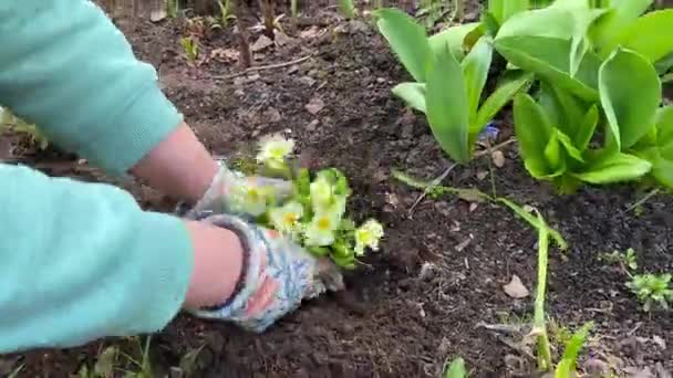 仕事用手袋の庭師のクローズアップは 地面に美しい白い花で小さな緑の茂みを植えます 田舎暮らし — ストック動画
