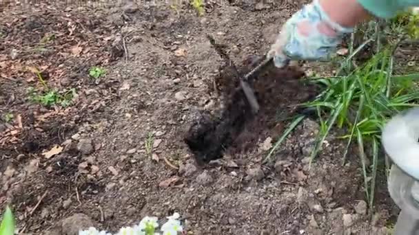 Summer Resident Work Gloves Digs Hole Ground Chopper Plant Plant — Video Stock