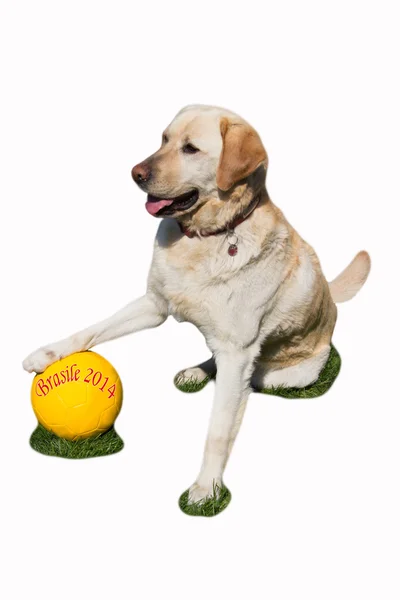 Fußball für Hunde — Stockfoto