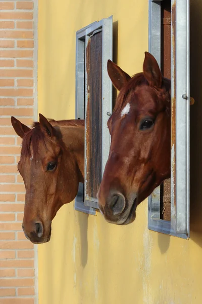 Koně v krabici — Stock fotografie