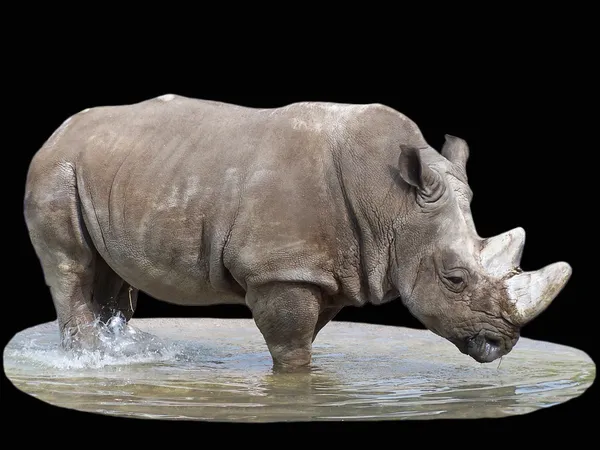 Rinoceronte — Stock Photo, Image
