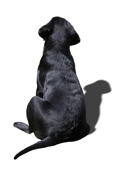 Hunde zurück — Stockfoto