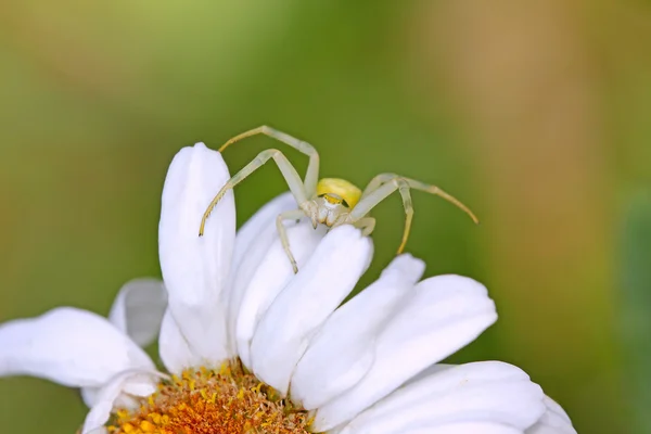 Spider on the flower — Stock Photo, Image