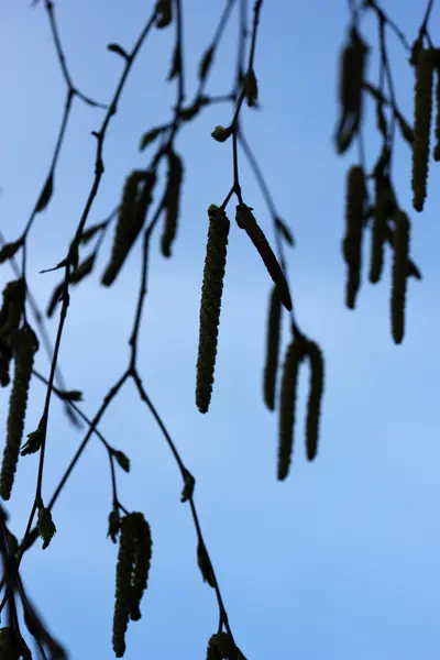 Birch catkins in twighlight — Stock Photo, Image