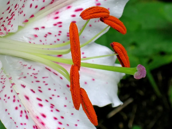 Lily stamen — Stock Photo, Image