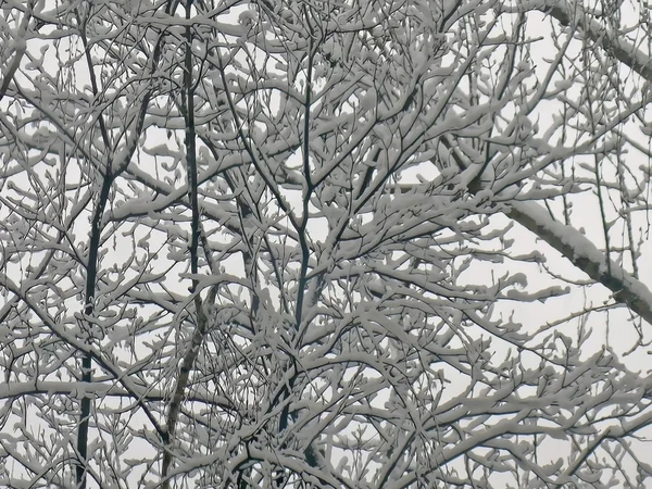 雪の覆われた枝 — ストック写真