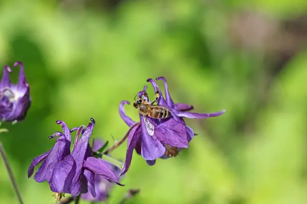 Abelha na flor — Fotografia de Stock