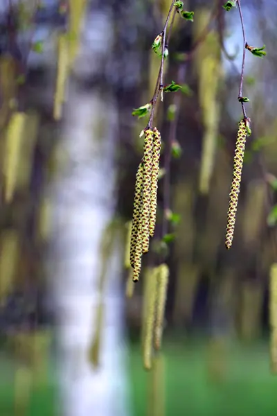 Birch catkins — Stock Photo, Image