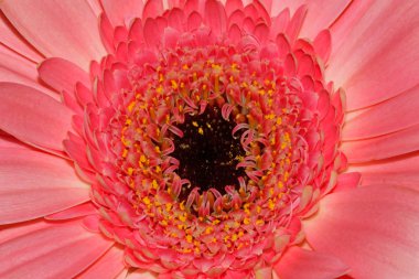 pembe gerbera çiçek