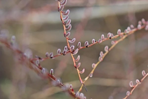 Willow catkins — Stock Photo, Image