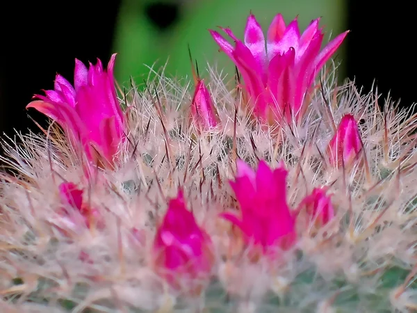 Cactus in flower — Stock Photo, Image