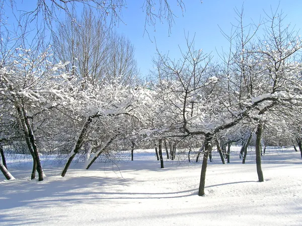 Bäume mit Schnee und Eis bedeckt — Stockfoto