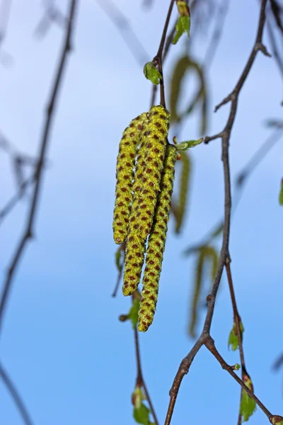 Birch catkins — Stock Photo, Image